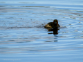 Zampullin Comun - Tachybaptus ruficollis - Cabusset comú