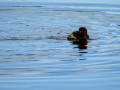 Zampullin Comun - Tachybaptus ruficollis - Cabusset comú