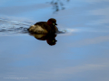 Zampullin Comun - Tachybaptus ruficollis - Cabusset comú