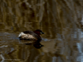 Zampullin Comun - Tachybaptus ruficollis - Cabusset comú