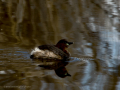 Zampullin Comun - Tachybaptus ruficollis - Cabusset comú