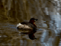 Zampullin Comun - Tachybaptus ruficollis - Cabusset comú