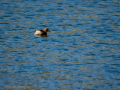 Zampullin Comun - Tachybaptus ruficollis - Cabusset comú