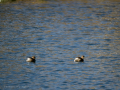 Zampullin Comun - Tachybaptus ruficollis - Cabusset comú