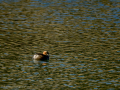 Zampullin Comun - Tachybaptus ruficollis - Cabusset comú