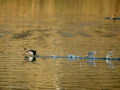 Zampullin Comun - Tachybaptus ruficollis - Cabusset comú