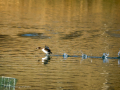 Zampullin Comun - Tachybaptus ruficollis - Cabusset comú