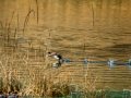 Zampullin Comun - Tachybaptus ruficollis - Cabusset comú