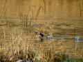 Zampullin Comun - Tachybaptus ruficollis - Cabusset comú