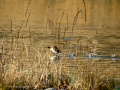 Zampullin Comun - Tachybaptus ruficollis - Cabusset comú