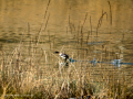 Zampullin Comun - Tachybaptus ruficollis - Cabusset comú