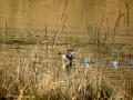 Zampullin Comun - Tachybaptus ruficollis - Cabusset comú