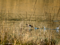 Zampullin Comun - Tachybaptus ruficollis - Cabusset comú