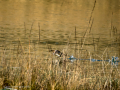 Zampullin Comun - Tachybaptus ruficollis - Cabusset comú