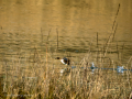 Zampullin Comun - Tachybaptus ruficollis - Cabusset comú