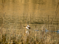 Zampullin Comun - Tachybaptus ruficollis - Cabusset comú