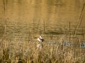 Zampullin Comun - Tachybaptus ruficollis - Cabusset comú