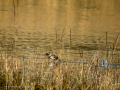 Zampullin Comun - Tachybaptus ruficollis - Cabusset comú