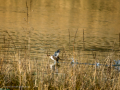 Zampullin Comun - Tachybaptus ruficollis - Cabusset comú