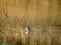 Zampullin Comun - Tachybaptus ruficollis - Cabusset comú