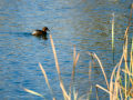 Zampullin Comun - Tachybaptus ruficollis - Cabusset comú