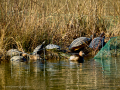 Zampullin Comun - Tachybaptus ruficollis - Cabusset comú