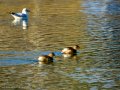 Zampullin Comun - Tachybaptus ruficollis - Cabusset comú