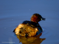 Zampullin Comun - Tachybaptus ruficollis - Cabusset comú