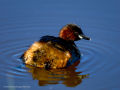 Zampullin Comun - Tachybaptus ruficollis - Cabusset comú