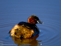 Zampullin Comun - Tachybaptus ruficollis - Cabusset comú