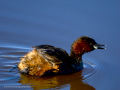 Zampullin Comun - Tachybaptus ruficollis - Cabusset comú