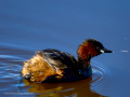 Zampullin Comun - Tachybaptus ruficollis - Cabusset comú