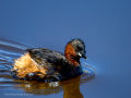 Zampullin Comun - Tachybaptus ruficollis - Cabusset comú