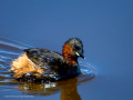 Zampullin Comun - Tachybaptus ruficollis - Cabusset comú