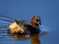 Zampullin Comun - Tachybaptus ruficollis - Cabusset comú