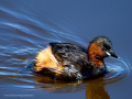 Zampullin Comun - Tachybaptus ruficollis - Cabusset comú