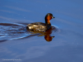 Zampullin Comun - Tachybaptus ruficollis - Cabusset comú