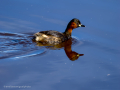 Zampullin Comun - Tachybaptus ruficollis - Cabusset comú