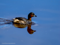 Zampullin Comun - Tachybaptus ruficollis - Cabusset comú