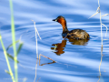 Zampullin Comun - Tachybaptus ruficollis - Cabusset comú