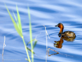 Zampullin Comun - Tachybaptus ruficollis - Cabusset comú