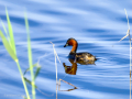Zampullin Comun - Tachybaptus ruficollis - Cabusset comú