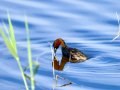 Zampullin Comun - Tachybaptus ruficollis - Cabusset comú