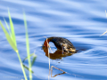 Zampullin Comun - Tachybaptus ruficollis - Cabusset comú
