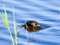 Zampullin Comun - Tachybaptus ruficollis - Cabusset comú