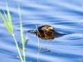 Zampullin Comun - Tachybaptus ruficollis - Cabusset comú