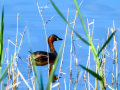 Zampullin Comun - Tachybaptus ruficollis - Cabusset comú