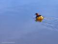 Zampullin Comun - Tachybaptus ruficollis - Cabusset comú