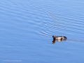 Zampullin Comun - Tachybaptus ruficollis - Cabusset comú