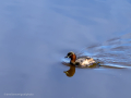 Zampullin Comun - Tachybaptus ruficollis - Cabusset comú